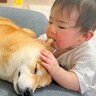 赤ちゃんが『犬を愛しすぎてしまった』結果…まさかすぎる行動と『想定外なワンコの反応』が69万再生「されるがままｗ」「優しくてほっこり」