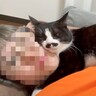 甘えん坊な猫→寝る時間になると……とんでもなく『距離感バグってる光景』が微笑ましすぎると21万再生「もう赤ちゃんみたい」「平和な時間」
