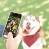 犬を撮ると目が光って写るのはなぜ？3つの理由から写真撮影のテクニックまでご紹介