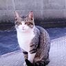 『待たせてごめんね』出会いから3年半越しに保護された猫→約1ヶ月間の軌跡と"まさかの瞬間"に「もう号泣」「ウルウルきた」と39万再生