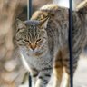 ホワイトハウスに侵入者？！『ネズミ捕り勤務中の猫』が記者会見室に現れる　米国