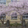 【京都桜2024】卒業生を送る桜「春めき桜」が見頃を迎えています「成徳学舎」【京都花めぐり】