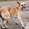 犬が飼い主のことを『避けようとする』原因4つ　距離を取ろうとする心理から対処法まで