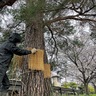 ｢こも巻き｣外し、春の訪れ　稲元興業が地域貢献