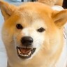 『散歩行くよ』と呼んでも来ない犬→まるで子供のように…解決するための『まさかの方法』が136万再生「反抗期？ｗ」「賢いが故の行動」と爆笑