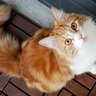 『猫が苦手な人』のほうが猫に愛される理由4選　マネすると猫と仲良くなれるかも？