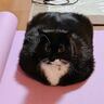 兄がヨガマットで筋トレしていたら、猫が…まさかの『可愛すぎるフォルム』が584万表示の反響「すごく四角いｗ」「畳まれた服かと思った」