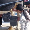 室田小で畜産ふれあい体験　地元産牛乳の提供も