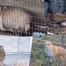 日本一になった動物園で“その辺にいる”キタキツネを飼育するワケ…「伝えるのは、命」もっと深く楽しめるポイントを獣医師ママライターが解説｜【北海道・旭山動物園の楽しみ方／後編】