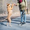 犬に『二足歩行』をさせる危険性とは？絶対NGな理由や愛犬に与える悪影響まで