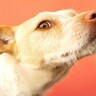 犬が『人のおしりを嗅ぐ』理由4選　やめさせなくて大丈夫？飼い主の正しい対応の仕方まで