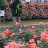 ヴェルニー公園　軍港彩る「春バラ」　１千300株が開花、５月中旬頃から見頃