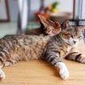 まさか、うちのコに限って…猫に多い「慢性腎臓病」に注意！