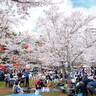 【2024最新】お花見におすすめ！仙台・宮城の桜スポット22選