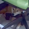 『犬がいる職場』の1日に密着した結果→犬好きにとって『最高すぎる光景』が27万再生「夢のよう」「キツくてもホッとできそう」と羨望の声