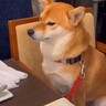 外食中におとなしく座っている犬→どうしてもママの隣に行きたくて…とんでもなく可愛い『要求の仕方』が92万再生「我慢してて偉い」の声