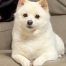 『バースデーソング』を犬に歌ってみた結果→１年前のことを覚えていて…頭がよすぎる『まさかの反応』が148万再生「顔が優勝」「賢い」と絶賛