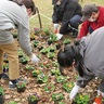 厚木市社協　花植えで社会参加支援　愛名やまゆり園利用者ら
