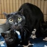 大きな瞳でじっとカメラを見つめる『母猫』→ケージの扉を閉めたら…『予想外の姿』が話題となり199万表示「母の愛」「早く慣れるといいね」