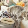 6歳の娘が寝てたら『長毛猫』が上に乗って…まさかの大胆すぎる光景に「お姉ちゃんどんな夢見てるのかな…ｗ」「鎮座してて笑うｗ」の声