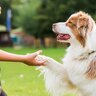 『飼い主への忠誠心が強い犬』の特徴5選　従順で忠実な犬の育て方や注意点まで解説