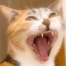 大きなあくびをしている猫を撮っていたら、一瞬で……予想外の『変化』に爆笑する人が続出「切り替えが早いｗ」「思った以上に一瞬だったｗ」