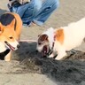 砂浜で先輩犬に穴掘りを教わる犬→一生懸命になりすぎて…『まさかの結末』に4万いいね「不器用さが愛おしい」「途中から我が道進んでるｗ」