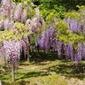 奈良県内屈指の「藤」の名所！多様な色彩で楽しませてくれる「春日大社　萬葉植物園」