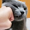 ティッシュを占領する『凶暴・灰色猫』→『グリグリパンチ』で鉄拳制裁したら…爆笑の結末が328万再生の大反響「ガチで草」「不機嫌ヅラｗ」
