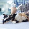 猫の『健康診断』では何をすればいい？やるべき検査項目や頻度を解説