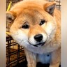 今にも泣きだしそうなほど『不安な顔で檻の中にいた保護犬』→絶対に幸せにすると誓った結果…現在の光景が113万再生「最高の家族」と感動