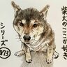 柴犬あるある、おトイレしているとことろを見られると、お耳が後ろにそっちゃうとこ