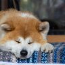 『マイペース』と言われる犬種5選　自由気ままな性格のワンコをしつけるときのポイントとは？