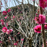【葵区】羽鳥の洞慶院で「梅まつり」3月2･3日開催
