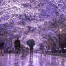 【日本三大夜桜】“第100回観桜会”を記念したイベントも開催♪上越市「高田城址公園」【新潟県の桜名所･お花見スポット特集2025】