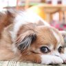 犬が『散歩の気分ではない』ときのサイン4つ　愛犬の気が乗らない原因から飼い主ができる対処法まで