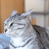 猫の『機嫌が悪い』ときに見せる5つの仕草・行動　耳やしっぽ…全身から発している“イライラ”サイン