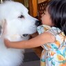 超大型犬が2歳の女の子から『おいで』と言われた結果…可愛すぎる『100倍返し』に40万再生「誰も勝てなさそう」「羨ましい…」と絶賛