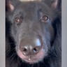 賢いと言われている犬種をお迎えした結果→想像もしなかった『ポンコツすぎる光景』が愛おしいと9万再生「ギャップが最高」「むしろ魅力」