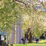 黄色い桜！？一度は見たい桜の名所♪
