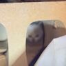 『ゴミ置き場でひとりぼっちだった子猫』を保護して半年が経過したら…"劇的なビフォーアフター"に感動「別猫のよう」「成長がはやい」の声