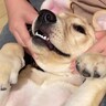 遊び疲れた子犬にマッサージをしてあげたら…予想外の『衝撃的な顔』に爆笑の声「表情ヤバくて草」「どんな姿でも可愛いｗ」と反響