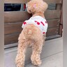 お父さんをお出迎えしたい犬→なぜかソワソワ葛藤し始め…挙動不審になった『愛おしい理由』が話題に「よく頑張った」「可愛すぎて笑う」