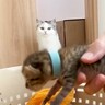 生後1週間の子猫がお家にやってきたら、先輩猫が…予想外すぎる展開が108万再生の大反響「リアクションがｗ」「大好きすぎるｗｗ」