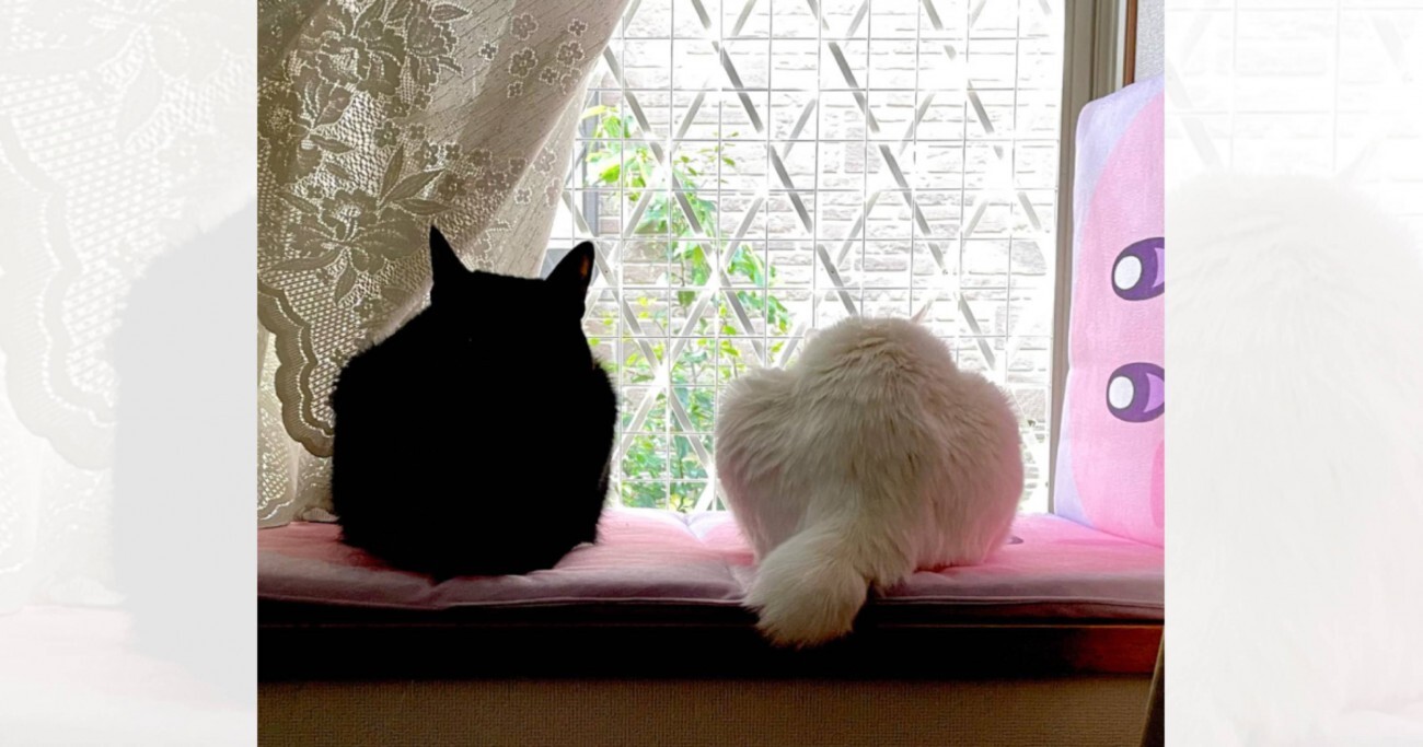白猫と黒猫シリーズ 冬景色