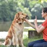 犬を『躾けるのが下手な人』がしている絶対NG行為5選　愛犬にとってトレーニングが逆効果となっている可能性も…