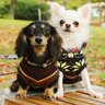 『運動が不得意』とされている犬種3選　それぞれの特徴から注意すべきことまで