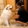 超大型犬が『飼い主に縄張りを荒らされた』結果…まさかの『コントのようなやり取り』が可愛すぎると169万再生「無言の抗議ｗ」「圧ヤバ笑」