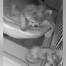 深夜、犬用カメラを覗くと『突然ケージに手が伸びてきて』…まさかの『怪奇現象の正体』が46万再生「驚き方かわいいｗ」「なかなかのホラー」