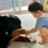 超大型犬が持つ『ペットボトル』が欲しい赤ちゃん→取ろうとした結果…『現実を突きつけられる光景』が24万再生「ホントの兄妹みたい」と反響